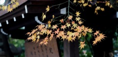晩秋の六法（ろっぽう）