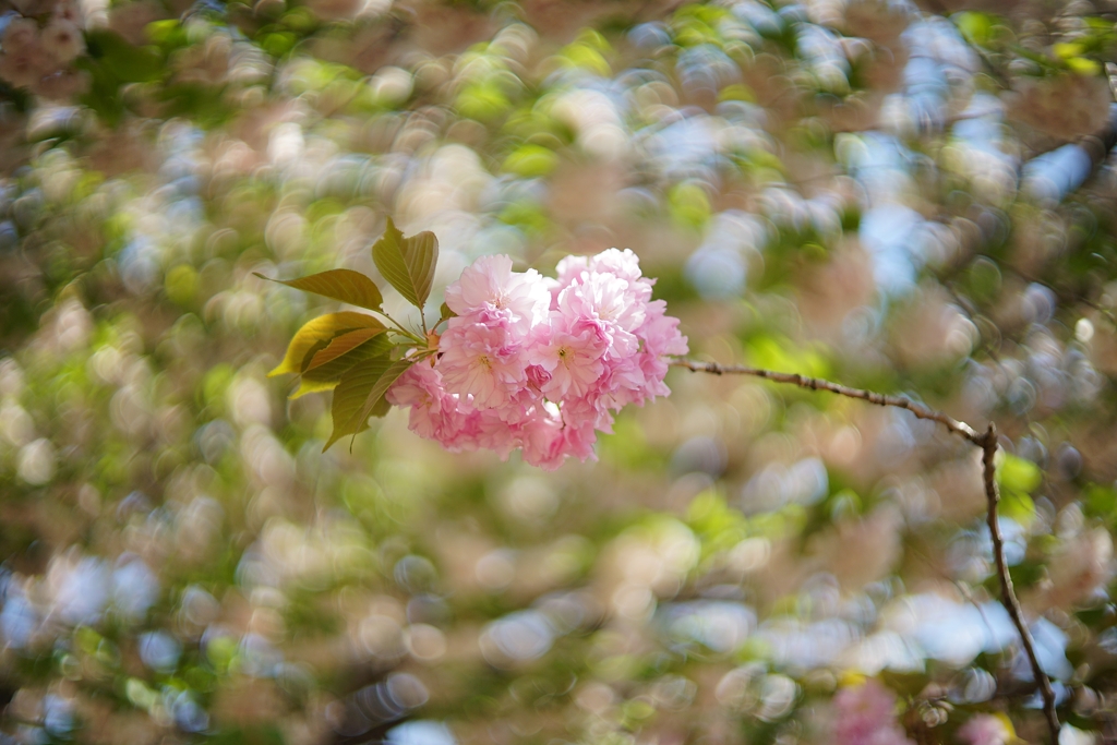 春の光シャワー