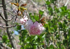 江戸と言う名の桜