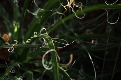 秋なのにホタル？