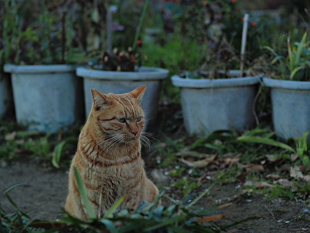 トラと言う名の猫