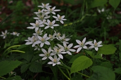 お邪魔してま～す^^;