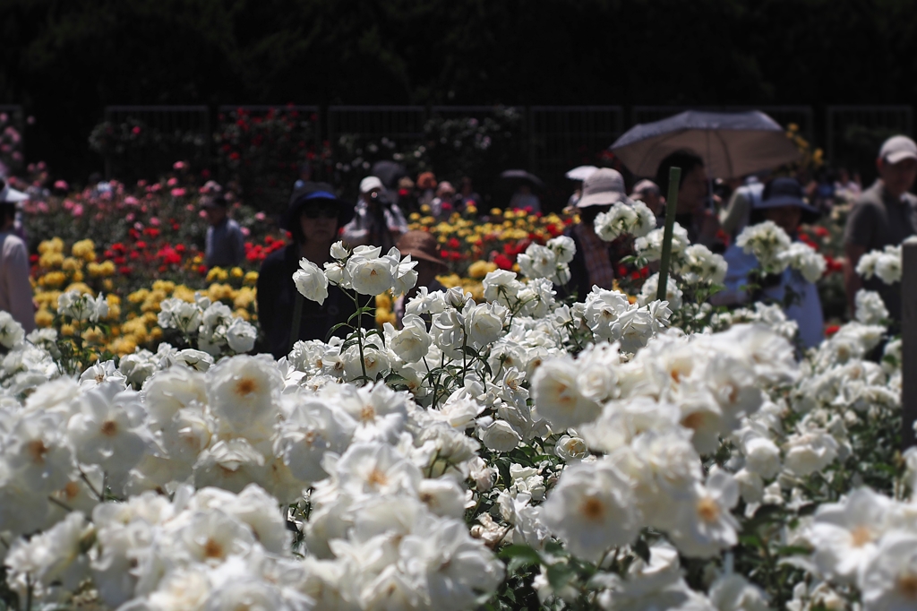 2016 日傘の恐怖