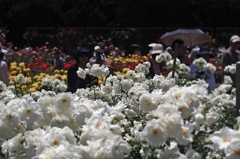 2016 日傘の恐怖