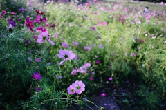 摘み取りは11月3日(日)