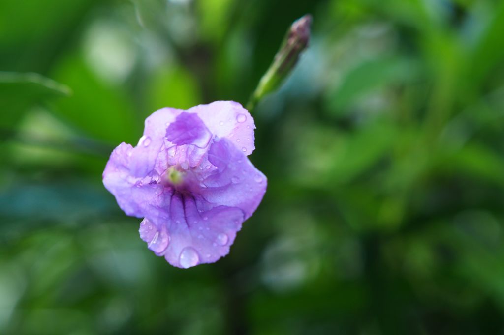 いや～ん　みつめないで