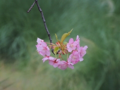 新宿御苑 年間パスポート