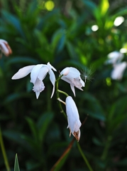 ワタシ 光ってる？