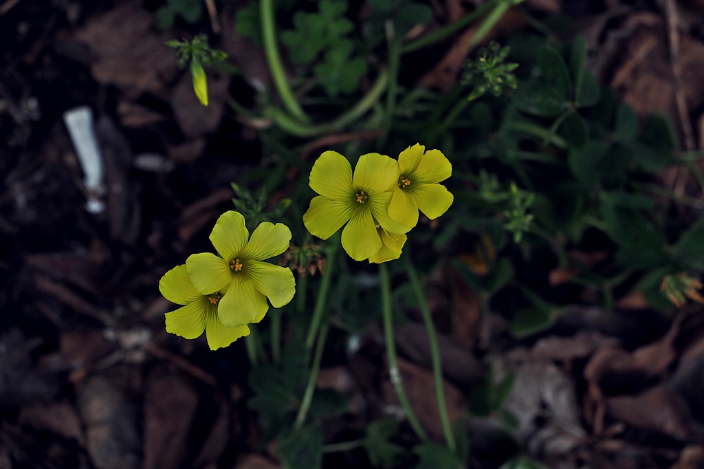 多重人格にみられる人格のタイプと傾向の分類