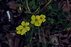 多重人格にみられる人格のタイプと傾向の分類