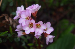 ヒマラヤユキノシタ