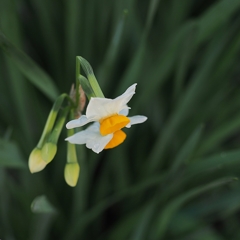 It is my first kiss chu