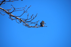 翡翠（カワセミ）ラプソディ