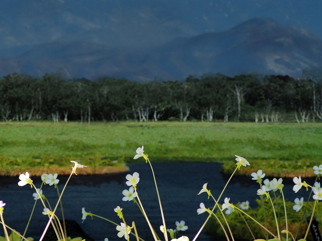 遥かなる白樺高原