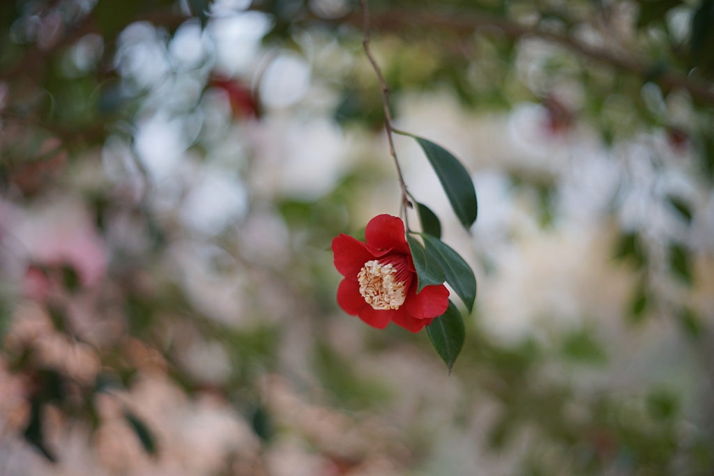 ぼくはんつばき