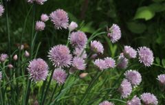 京王フローラルガーデン　小さな　そして奇妙な花たち編1