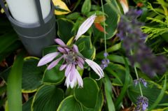 Chewie,we're home ２