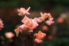 浮気な女（ひと）たち