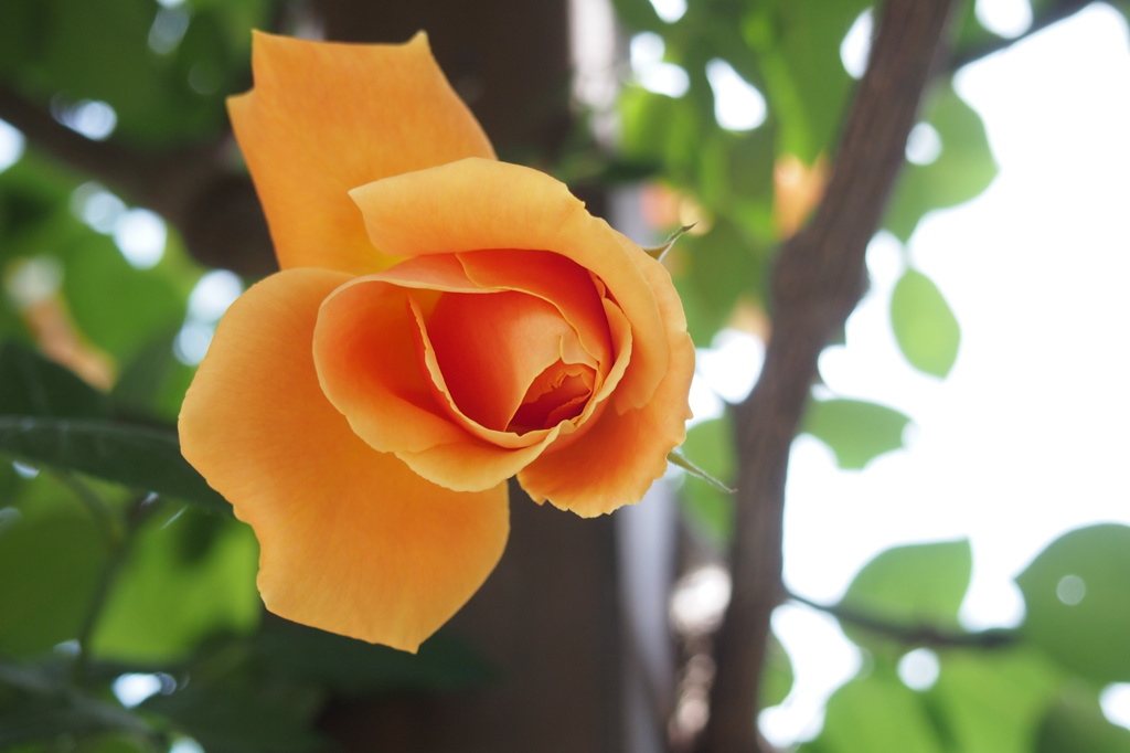 京王フローラルガーデン・アンジェ１