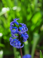 H. orientalis var. albulus 2019