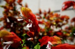 怒る　えびちゃん