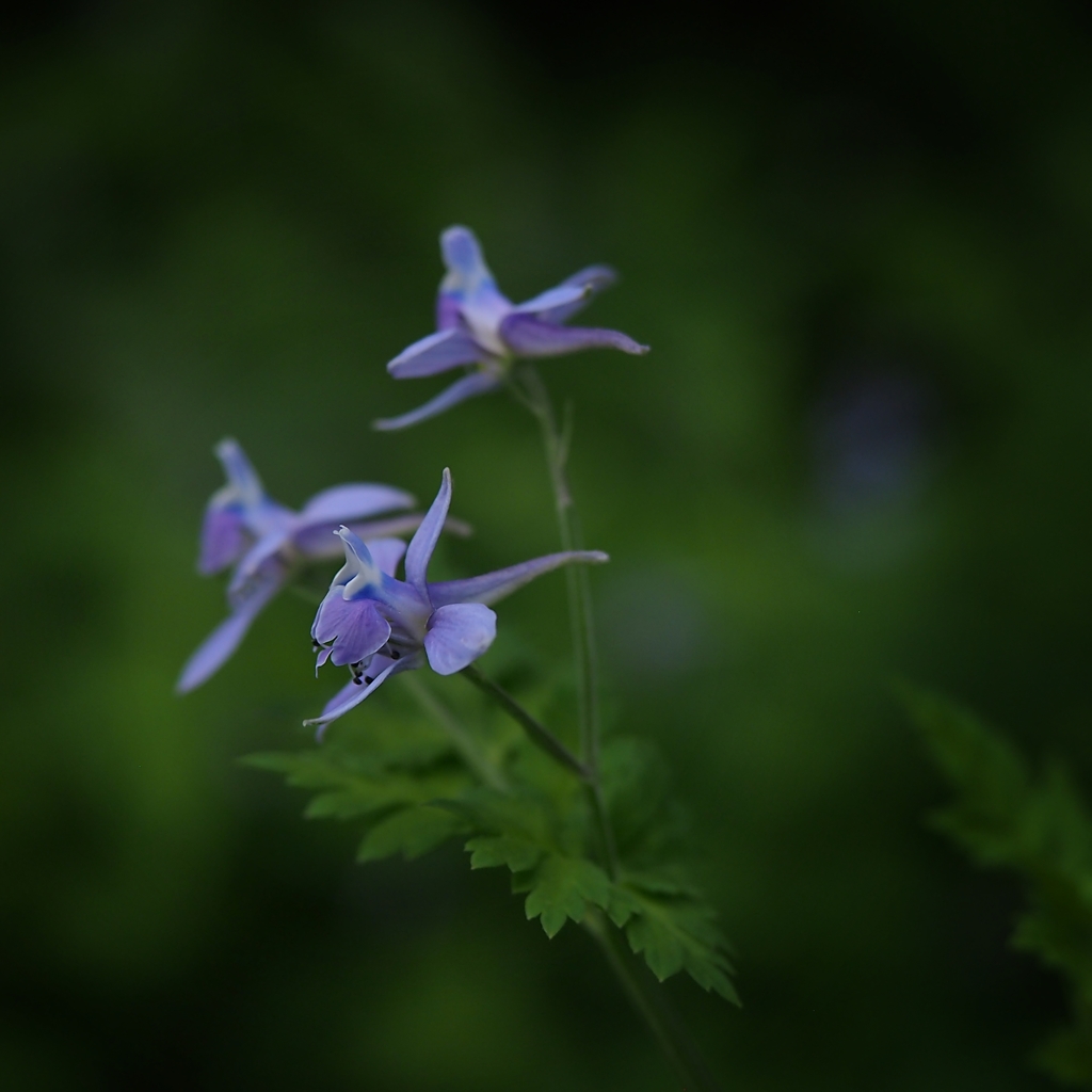 セリバヒエンソウ