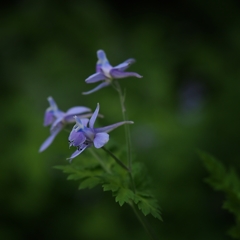 セリバヒエンソウ