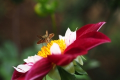 エベリンにセセリン