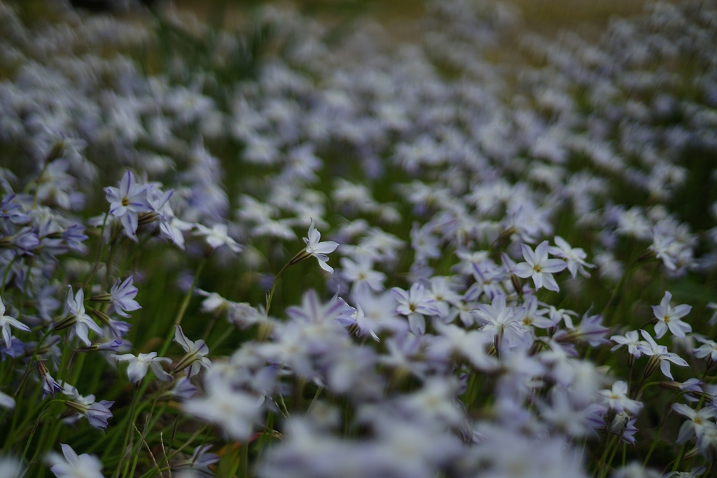 ハナニラたちの過ぎゆく季節