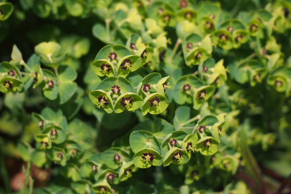 ユーフォルビア・マチーニ（トウダイグサ科）