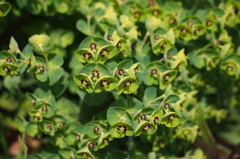 ユーフォルビア・マチーニ（トウダイグサ科）