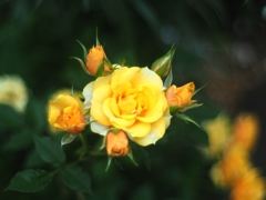 精一杯の笑顔　。