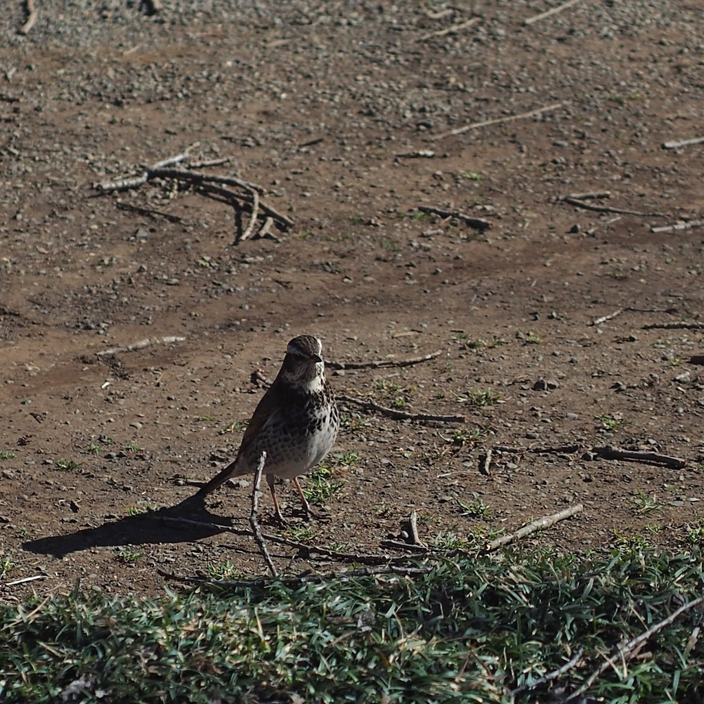 人間なんて なにさ？