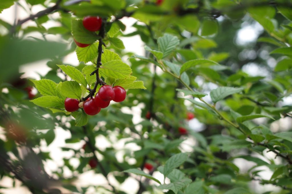 フレッシュ・トマト