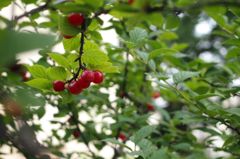 フレッシュ・トマト