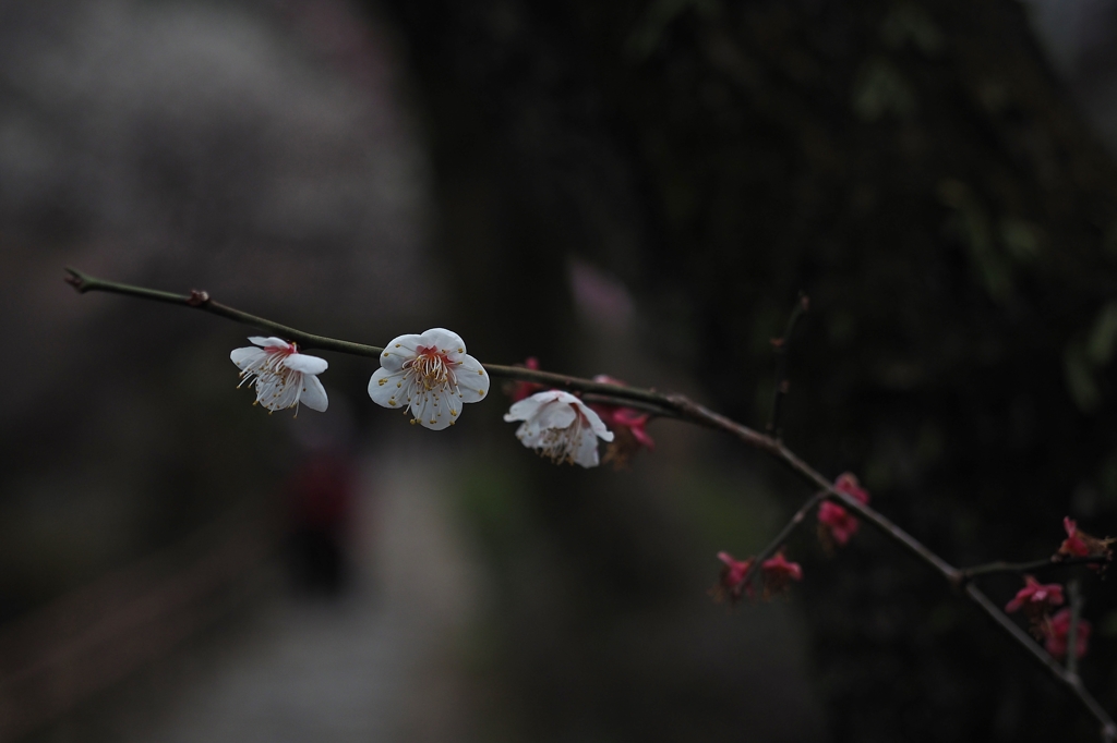 この日の気温 ８℃