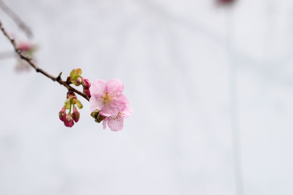 河津桜　ですよね？