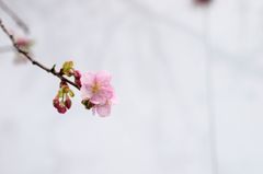 河津桜　ですよね？