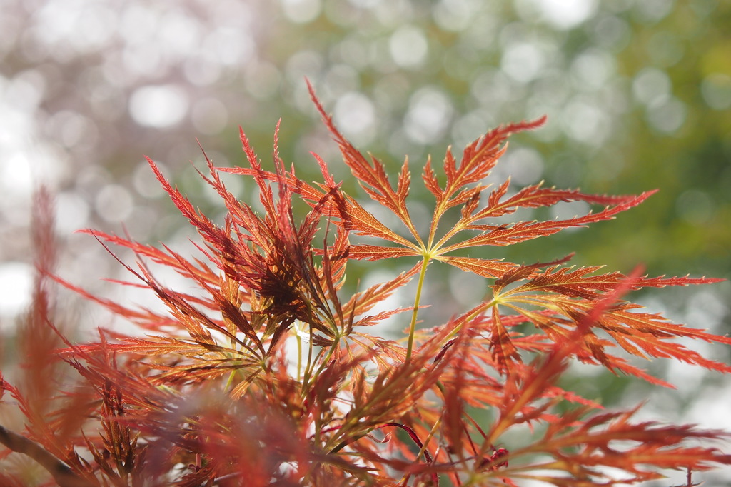 御苑の鳳王カエデ