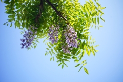 Wisteria in the nearby park