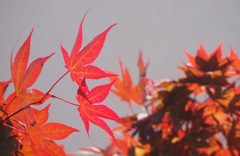 初夏の紅葉