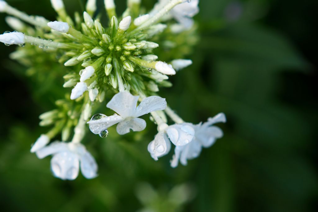 「なりとうない」はなってから云え 