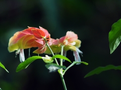 小海老ちゃん♪