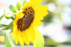 酷暑に挑む　Ｚ