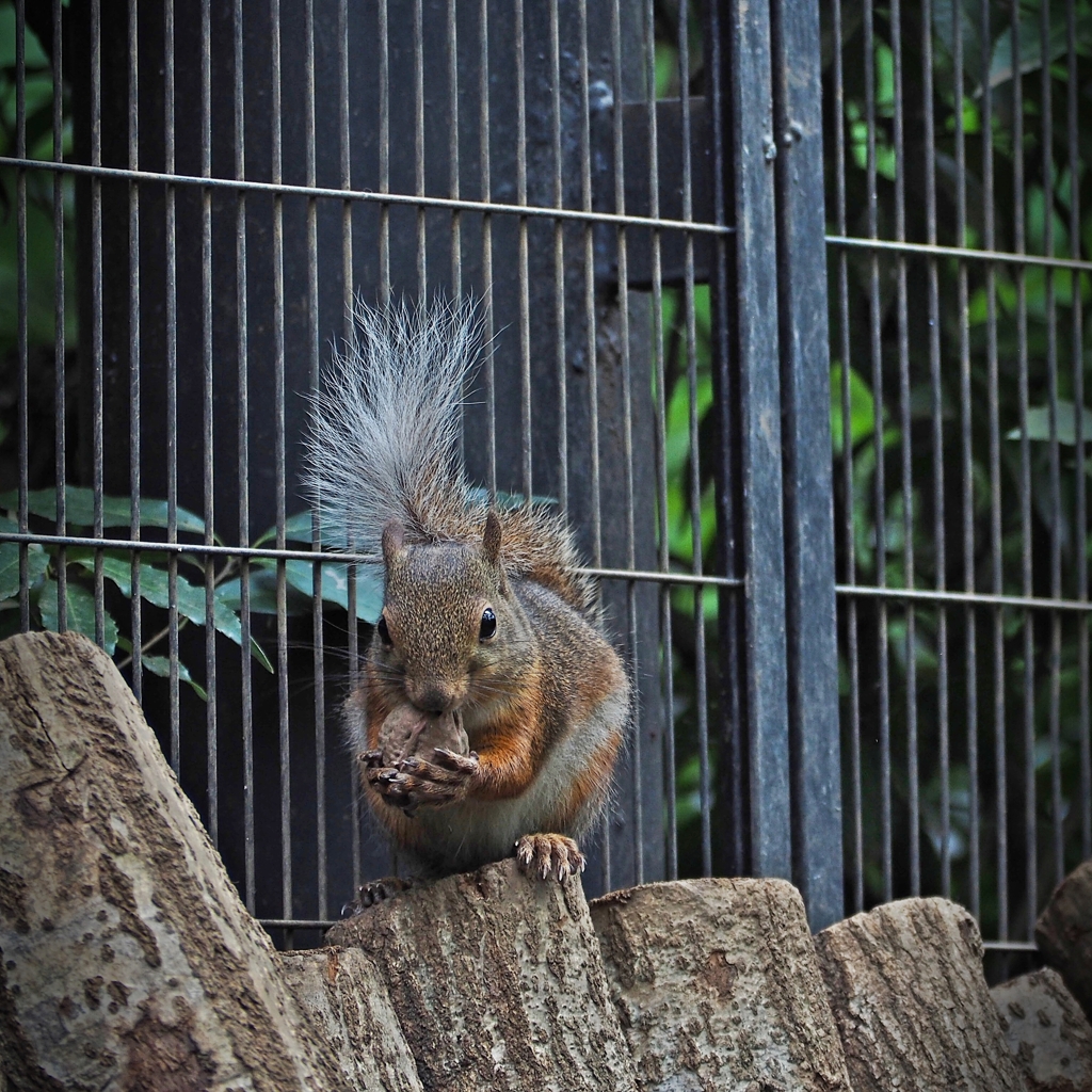 ワンランク上の望遠レンズ