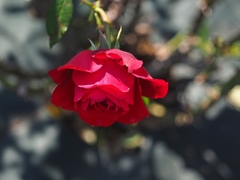 リベンジを誓う深紅の薔薇
