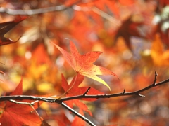 年末の神代植物公園