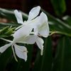 白いアゲハ