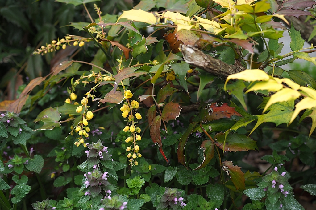 南天　ちゃうでしょう^^;