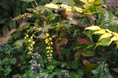 南天　ちゃうでしょう^^;